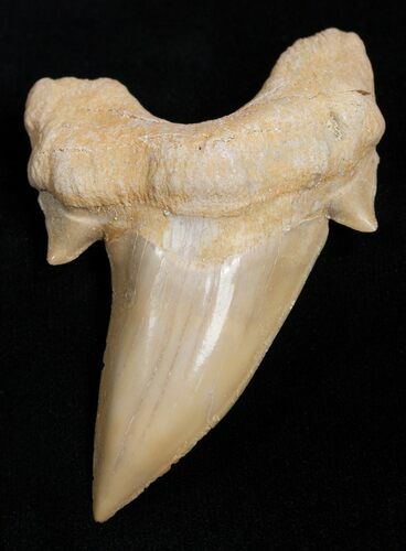 Inch Otodus Fossil Shark Tooth #2224